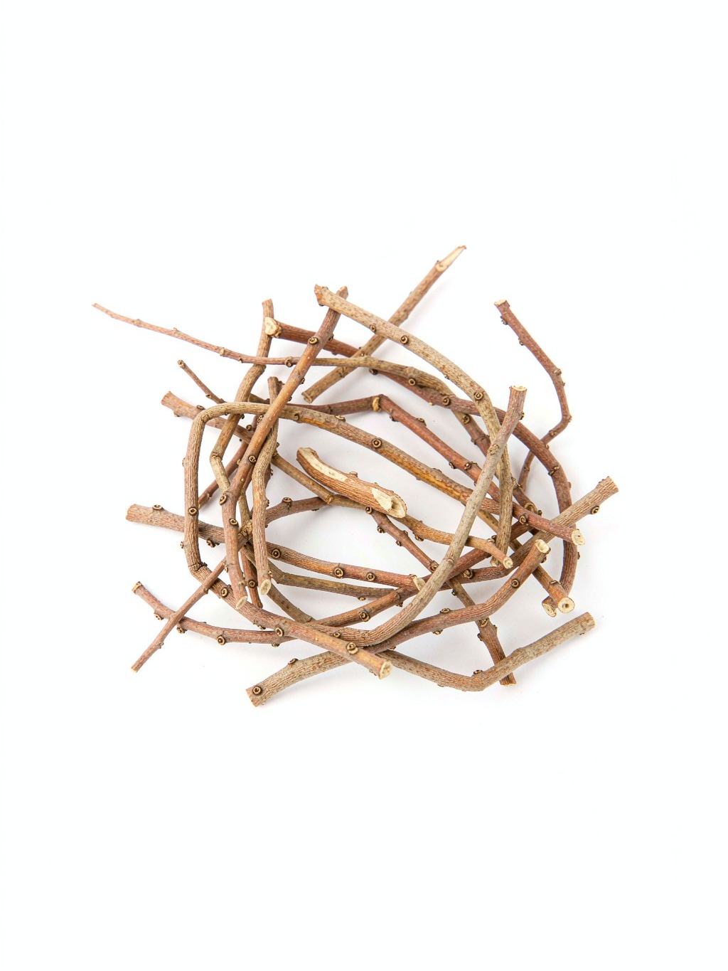 Cinnamon Twig