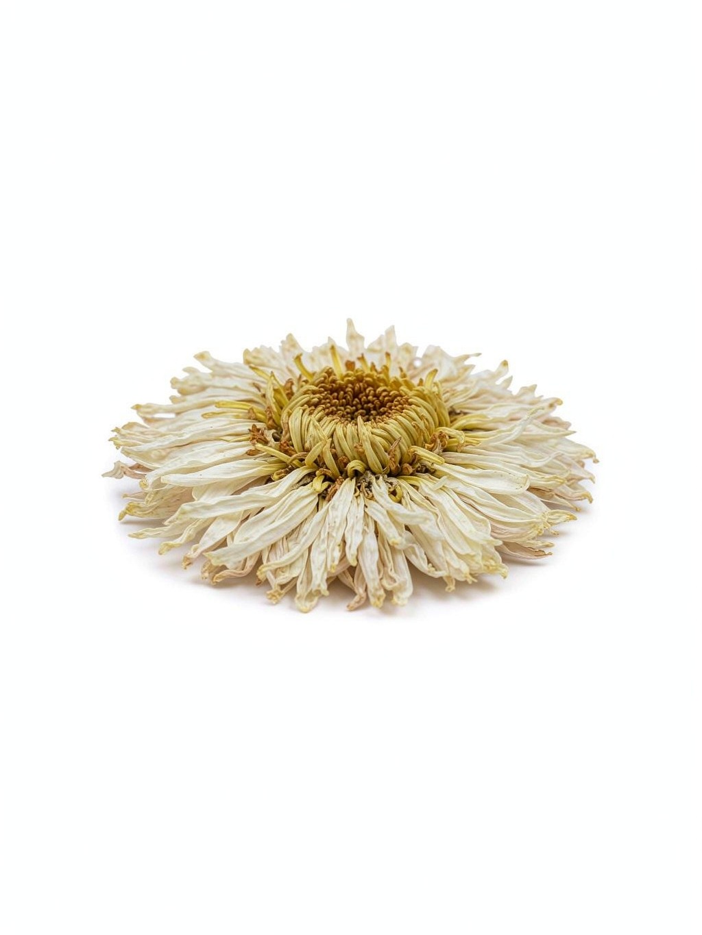Chrysanthemum Flower