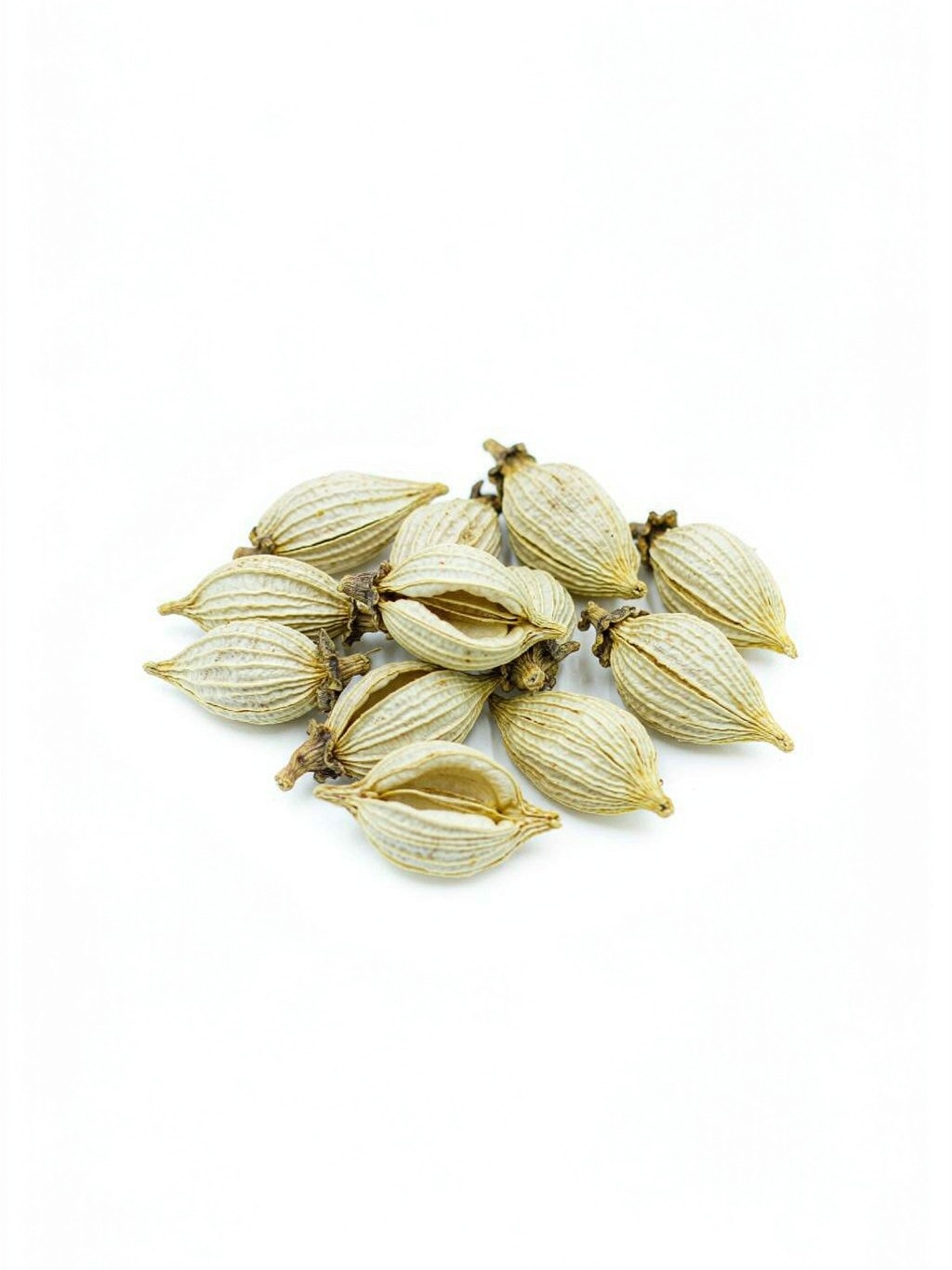 Forsythia Fruit