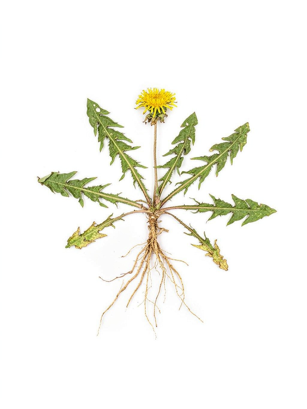Dandelion