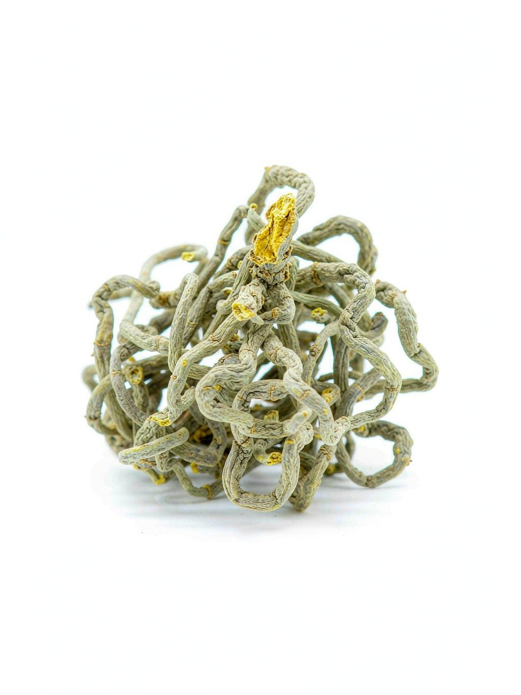 Coptis Rhizome