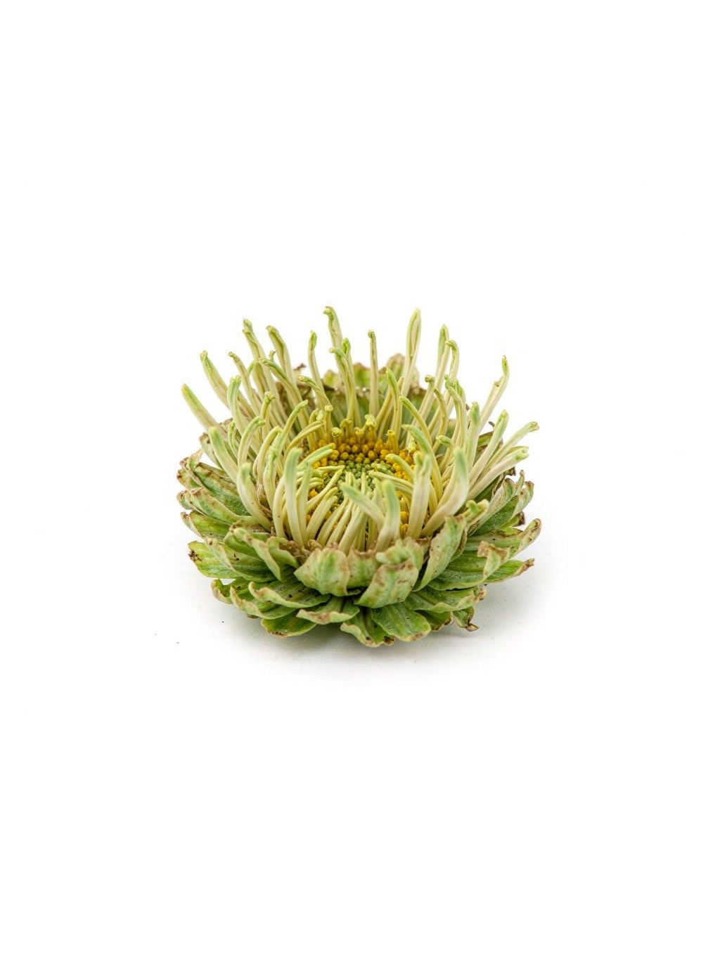 Wild Chrysanthemum
