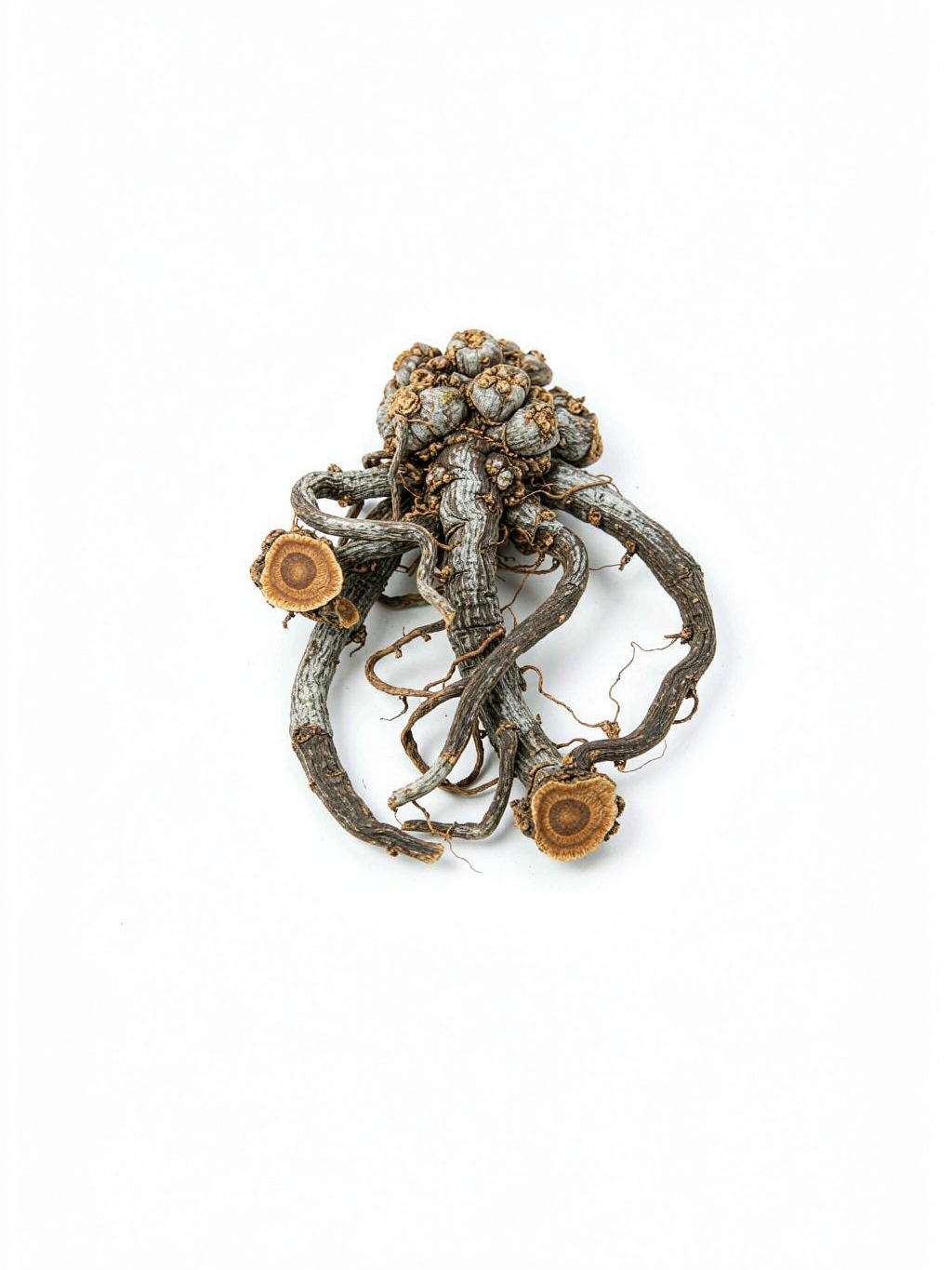 Angelica Root