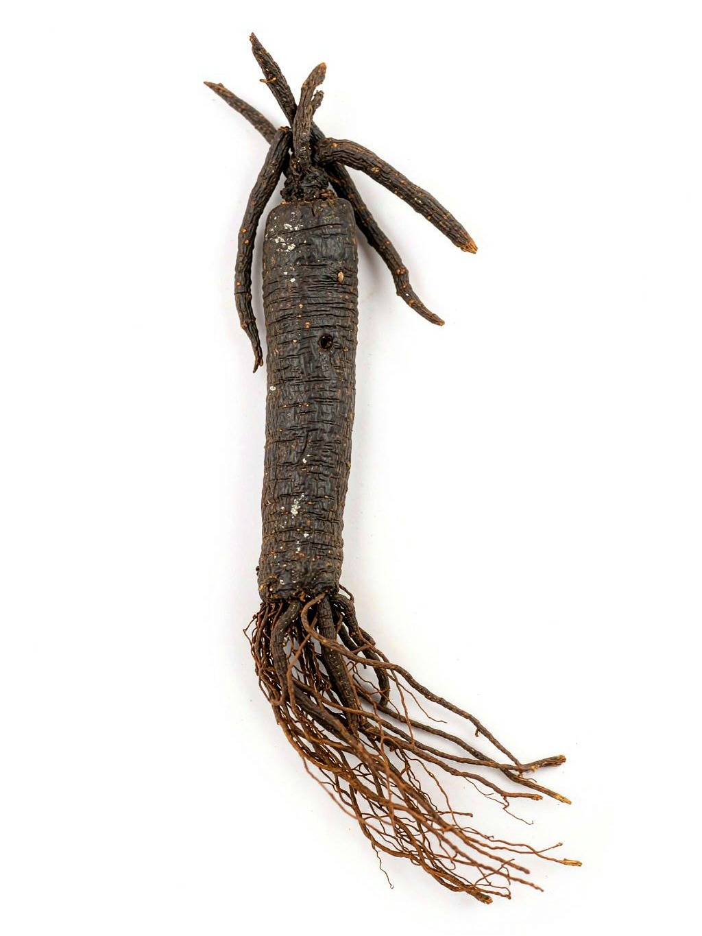 Clematis Root