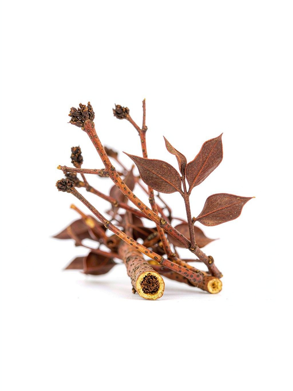 Taxillus Herb