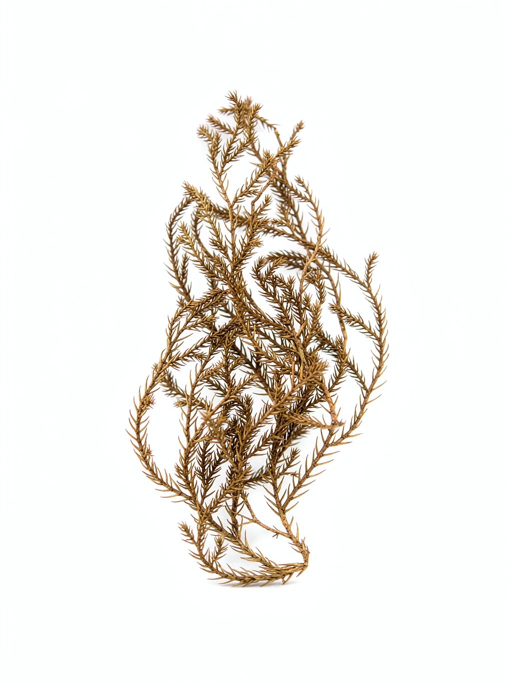 Clubmoss Herb