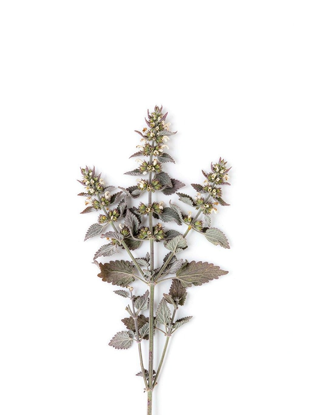 Tougu Herb