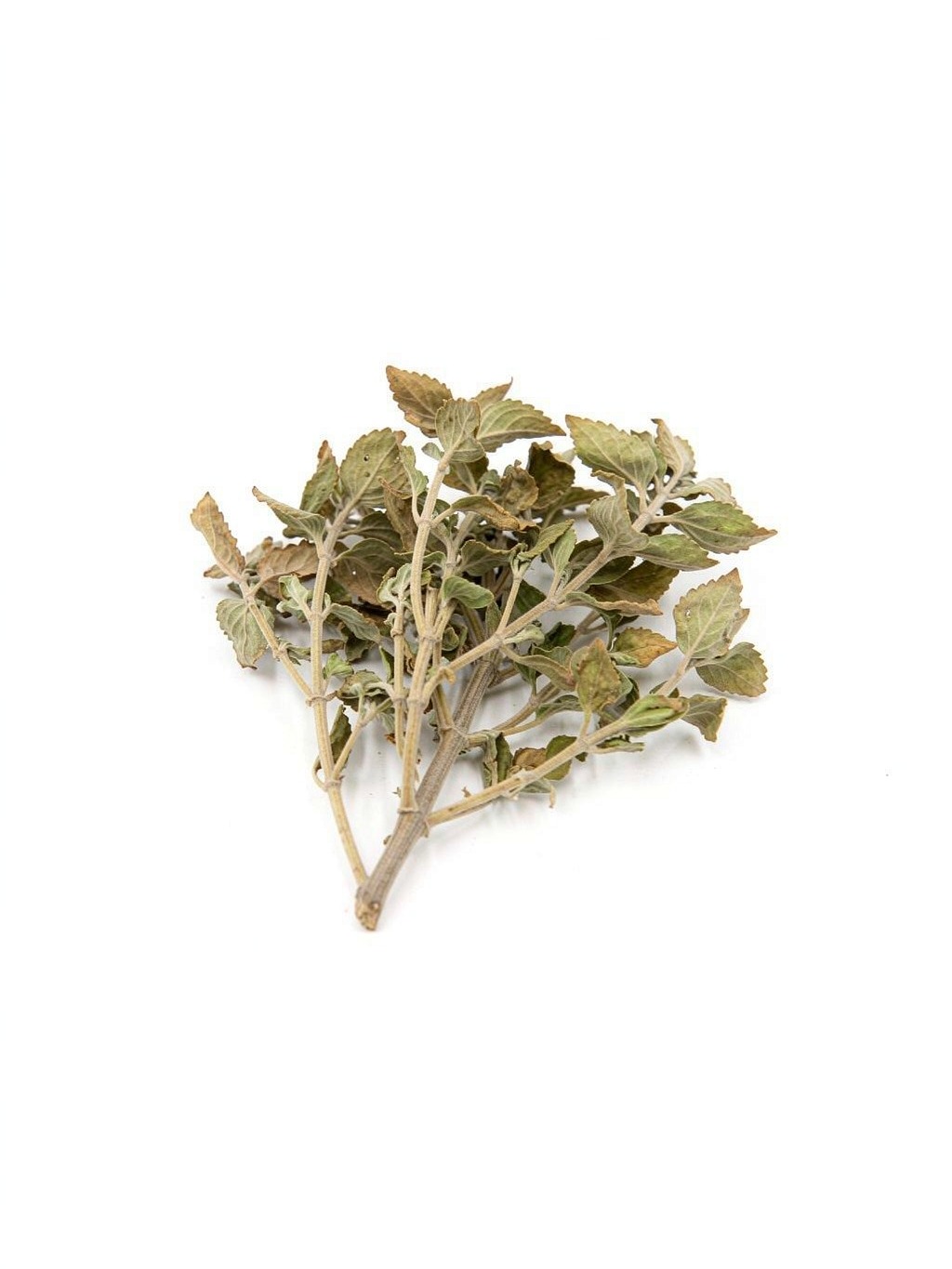 Pogostemon Herb