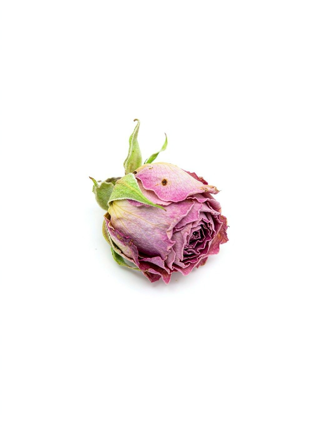 Rose Flower