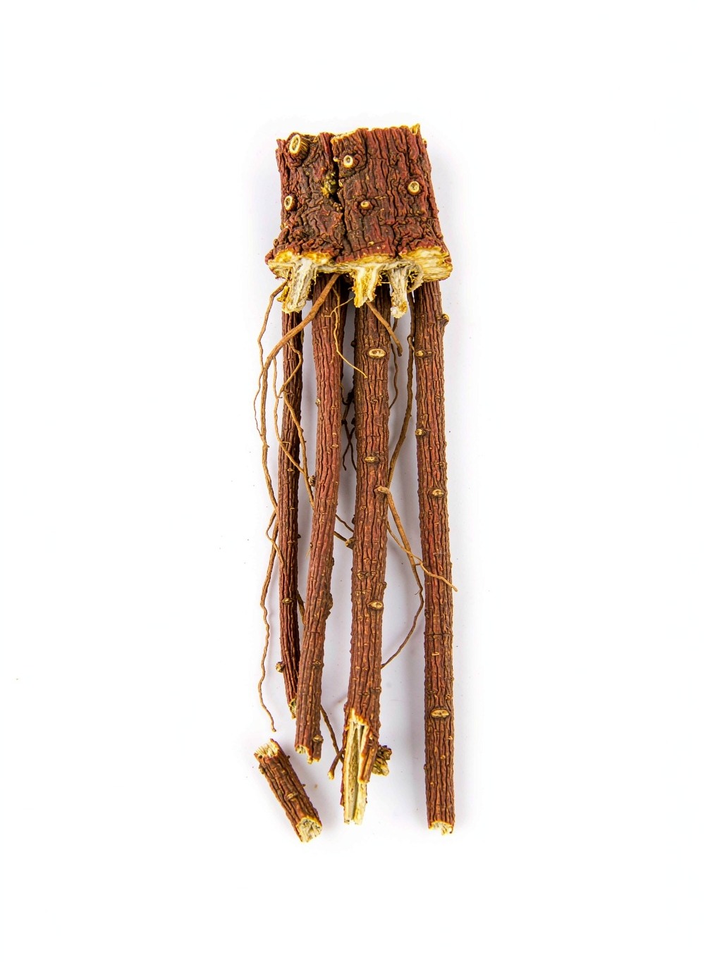 Red Sage Root