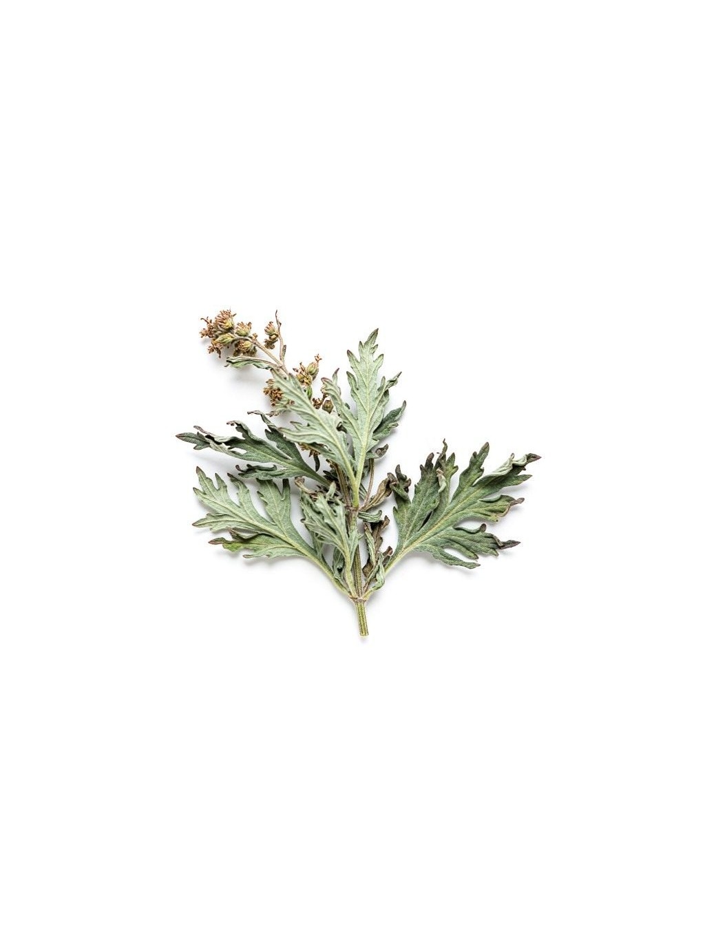 Motherwort Herb
