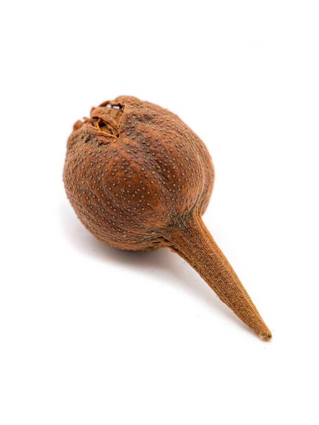 Clove