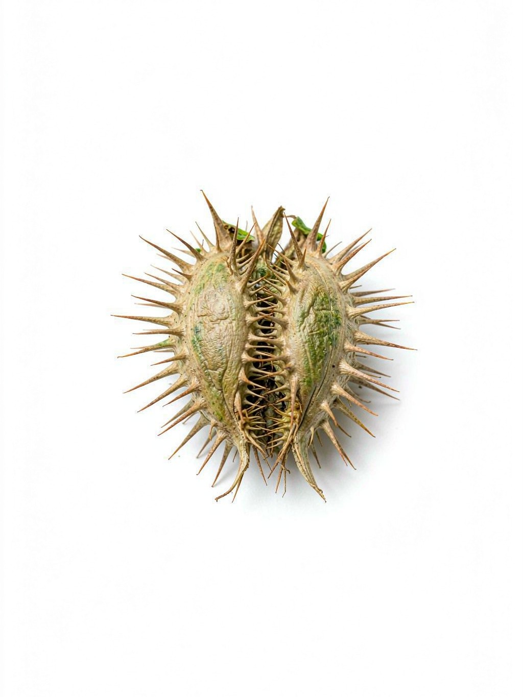 Xanthium Fruit